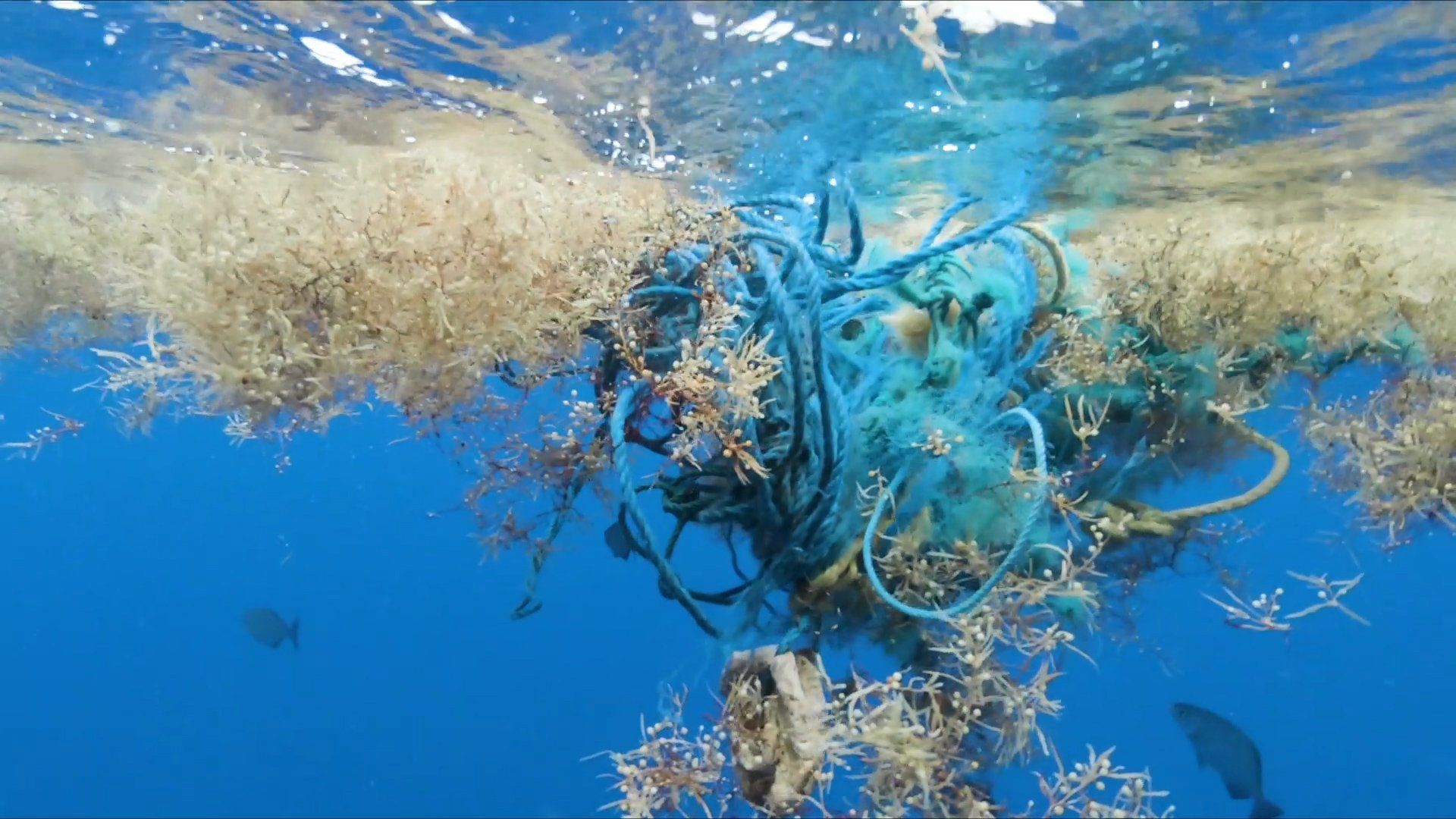 Microplastics tea bags
